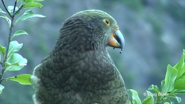 Kea - ML201825591