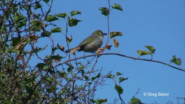 Zostérops à dos gris - ML201825601