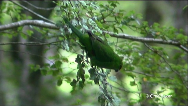 Yellow-crowned Parakeet - ML201825631