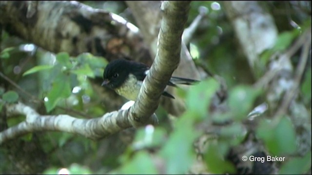 Tomtit (New Zealand) - ML201825681