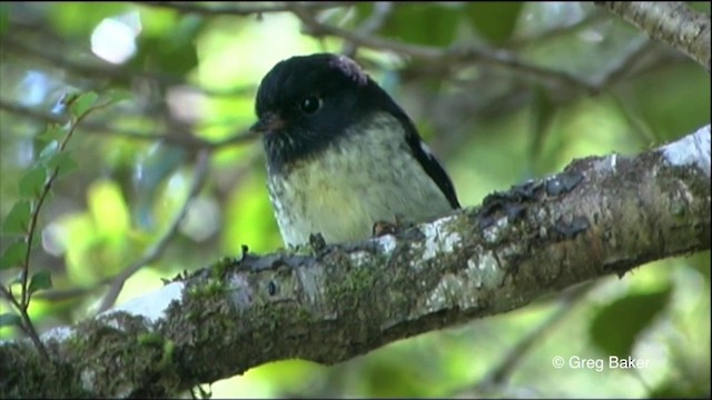 maoriflueskvett (macrocephala gr.) - ML201825691