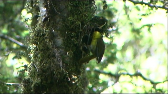 Yellowhead - ML201825701