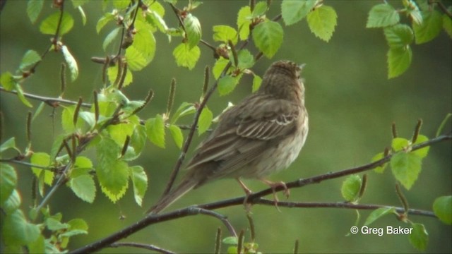 Tree Pipit - ML201825721