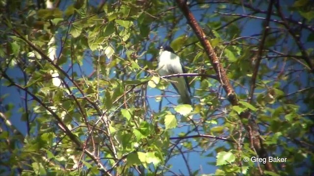 European Pied Flycatcher - ML201825731