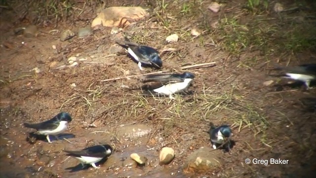 Avión Común (urbicum/meridionale) - ML201825741