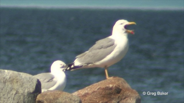 Gaviota Argéntea (europea) - ML201825751