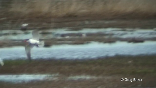 Caspian Tern - ML201825761