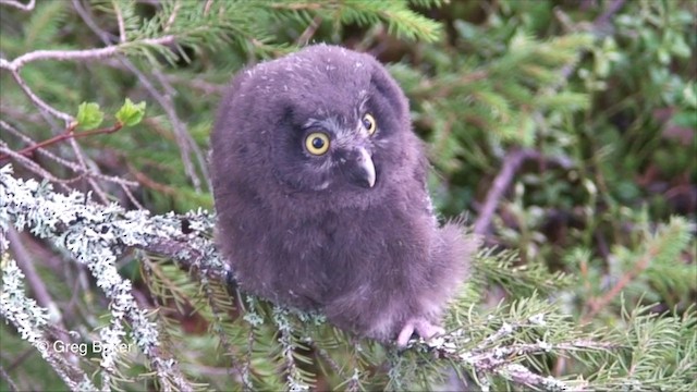 Mochuelo Boreal (grupo funereus) - ML201825841