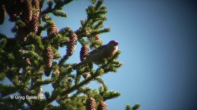 Pine Grosbeak (Eurasian) - ML201825851