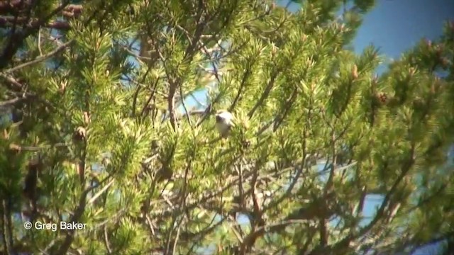 Gray-headed Chickadee - ML201825871