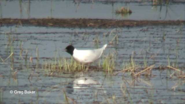 Gaviota Enana - ML201825881