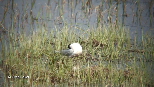 Gaviota Enana - ML201825901