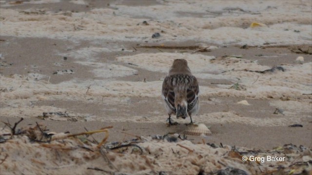 Snow Bunting - ML201825941