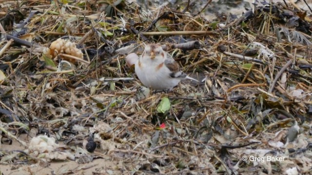 Snow Bunting - ML201825951