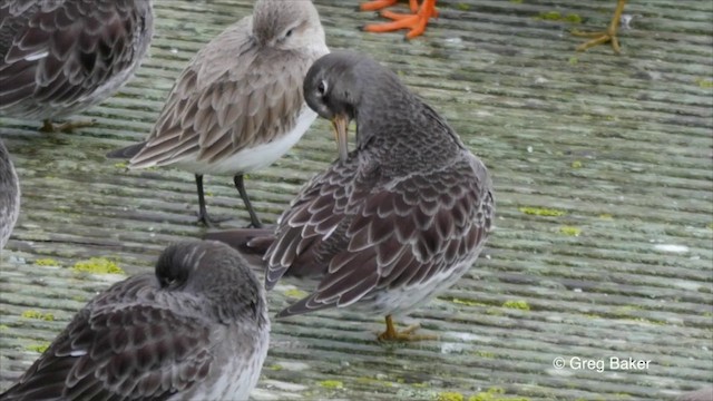 Purple Sandpiper - ML201825961