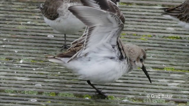 Dunlin - ML201825971