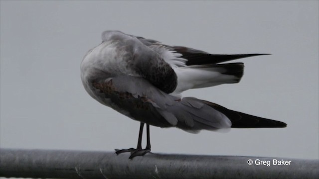 Laughing Gull - ML201825981