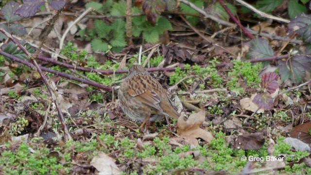 Dunnock - ML201826061