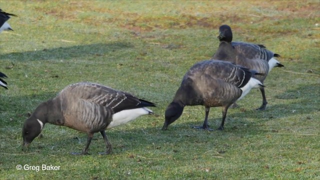 Ringelgans (Dunkelbäuchige) - ML201826071