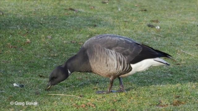 Brant (Dark-bellied) - ML201826081