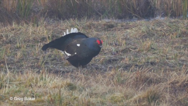 Black Grouse - ML201826111