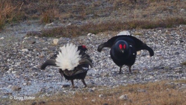 Black Grouse - ML201826121