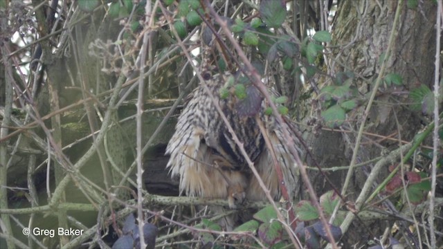 Long-eared Owl (Eurasian) - ML201826141