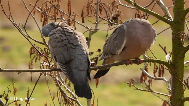 Pigeon ramier (groupe palumbus) - ML201826171