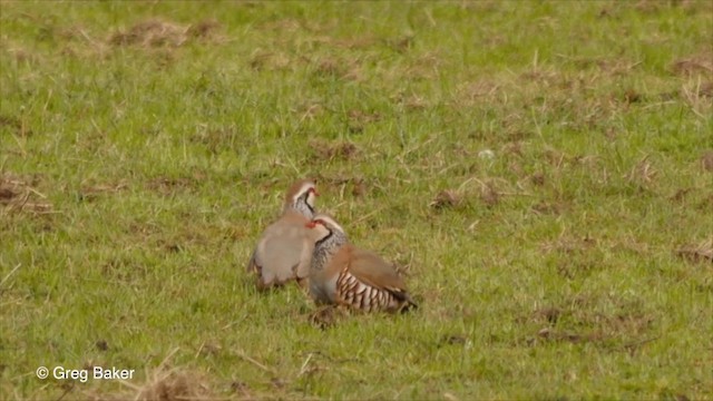 Red-legged Partridge - ML201826181