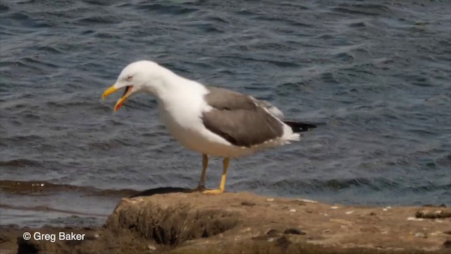 Lesser Black-backed Gull (graellsii) - ML201826191