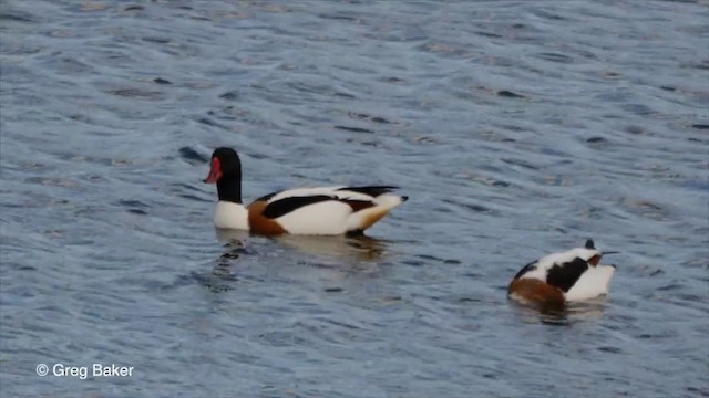 Common Shelduck - ML201826241