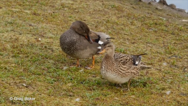 Gadwall - ML201826251