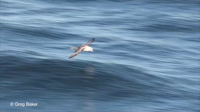 Fulmar Boreal (Atlántico) - ML201826291