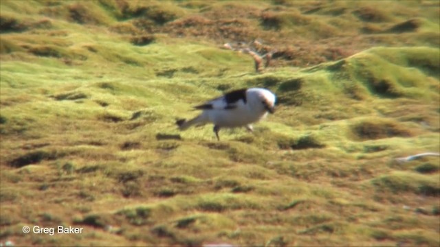 Snow Bunting - ML201826311