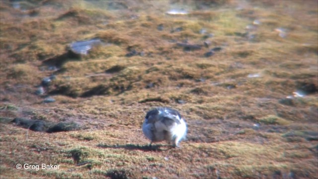 Snow Bunting - ML201826321