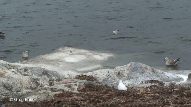 Ivory Gull - ML201826351