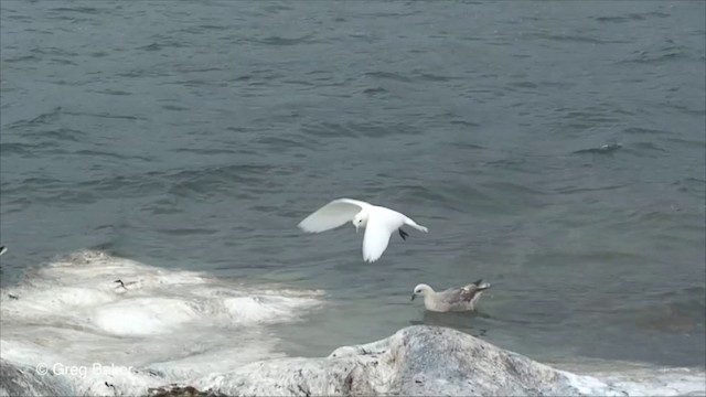 Mouette blanche - ML201826361