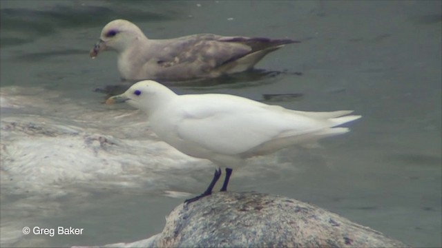 Mouette blanche - ML201826371