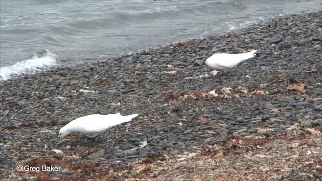 Mouette blanche - ML201826381