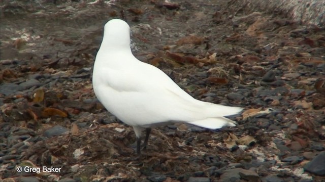 Ivory Gull - ML201826391