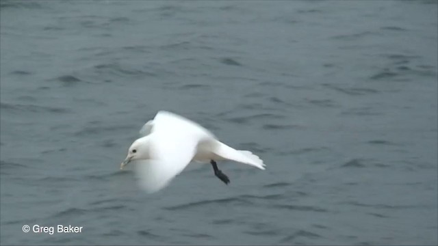 Ivory Gull - ML201826411