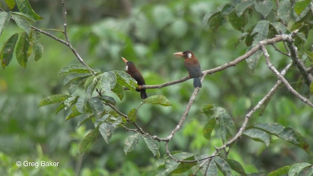 White-eared Jacamar - ML201826501