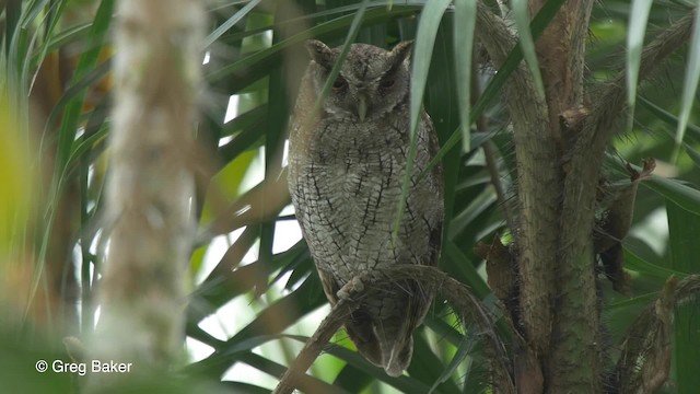 スピックスコノハズク - eBird