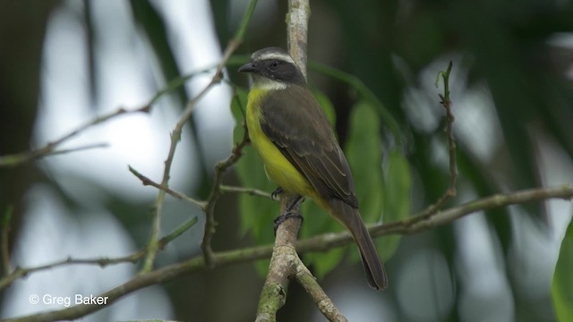 アカボウシヒタキモドキ（similis グループ） - ML201826561