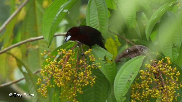 Silver-beaked Tanager - ML201826581