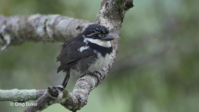 Pied Puffbird (Greater) - ML201826611