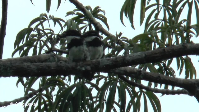 Pied Puffbird (Greater) - ML201826621