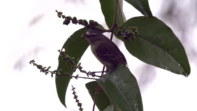 Tyranneau à petits pieds - ML201826631