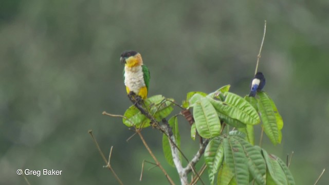 ズグロシロハラインコ - ML201826661