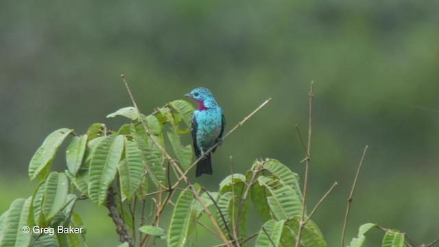 Spangled Cotinga - ML201826671